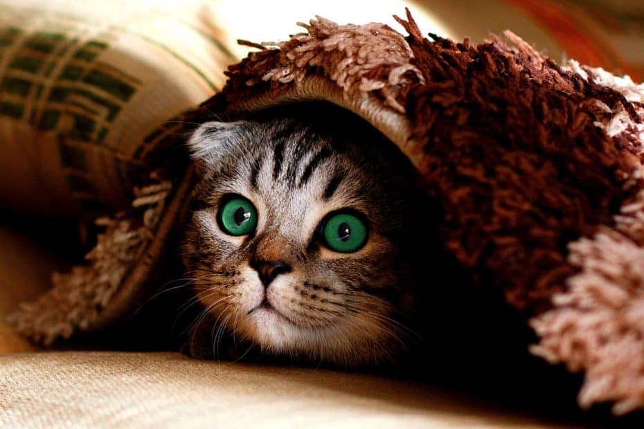 Un chat qui essaye de se cacher